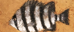 小口 卓也</br>Takuya Oguchi